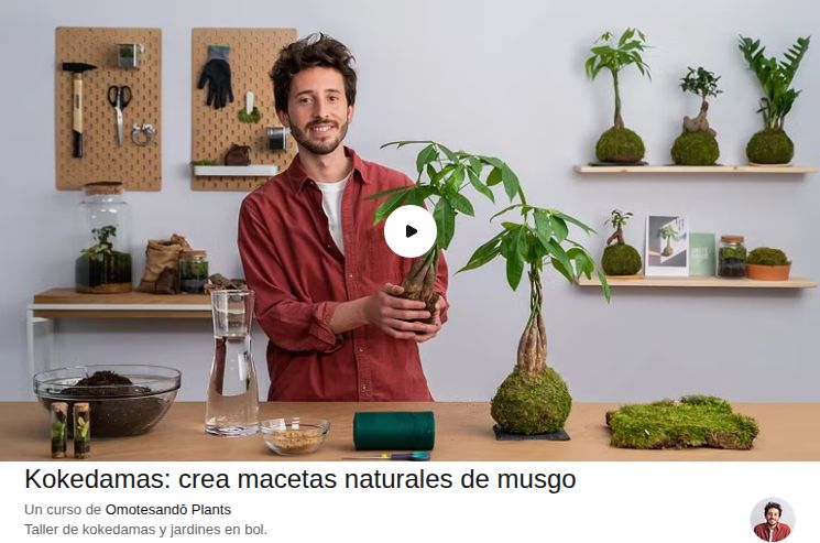 Kokedamas: crea macetas naturales de musgo