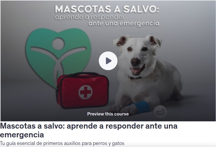 Mascotas a salvo: aprende a responder ante una emergencia